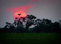 Minnesota Sunset�